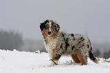 BERGER AUSTRALIEN PUPPIES 520